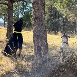 Meet your Posher, Angel